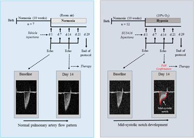 Human Mesenchymal Stem Cell Therapy Reverses Su5416/Hypoxia-Induced Pulmonary Arterial Hypertension in Mice